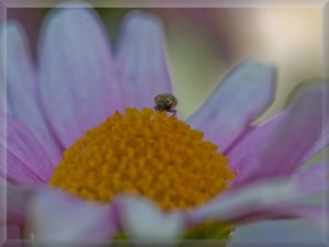 comp_fcomp_fCRW_1615a_gerahmt.jpg comp_fcomp_fCRW_1615a_gerahmt.jpg