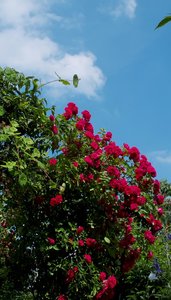 ISO400 +2-3 2.jpg ISO400 +2-3 2.jpg