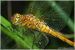 CK-Libelle1-2-3.jpg