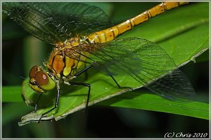 CK-Libelle3-2-3.jpg