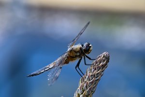 comp_SDIM9180_1-1 Kopie.jpg