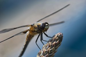 comp_SDIM9205_1-1 Kopie.jpg