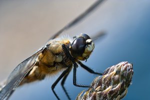 comp_SDIM9193_1-1 Kopie.jpg