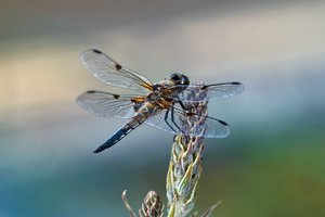 comp_SDIM9176_1-1 Kopie.jpg