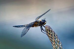 comp_SDIM9174_1-1 Kopie.jpg