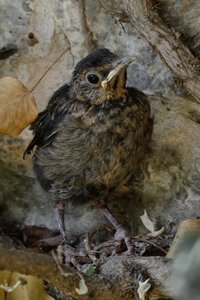 comp_DSC_0435 Amsel jung.jpg