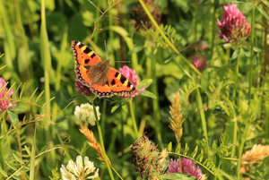 1-sqzneqom.jpg 1-sqzneqom.jpg