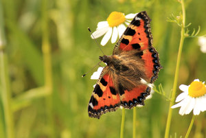 4-pynr5bul.jpg 4-pynr5bul.jpg