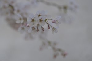 Kirschblüte H.W.Domnik.jpg Kirschblüte H.W.Domnik.jpg