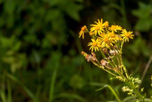 comp_IMG_8315.jpg comp_IMG_8315.jpg