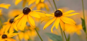 comp_IMG_8377.jpg comp_IMG_8377.jpg