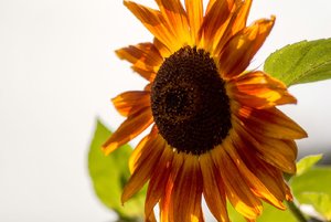 comp_IMG_8390.jpg comp_IMG_8390.jpg