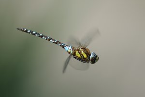 Herbst Mosaikjungfer (2).jpg Herbst Mosaikjungfer (2).jpg