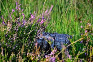 DSC_3763_ji_c.jpg DSC_3763_ji_c.jpg