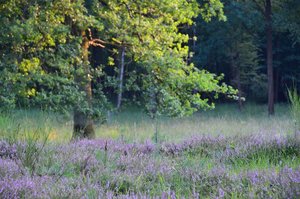 DSC_3787_ji_c.jpg DSC_3787_ji_c.jpg