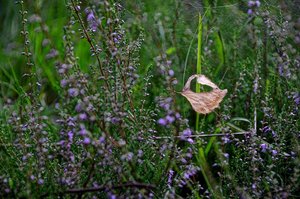 DSC_3797_ji_c.jpg DSC_3797_ji_c.jpg