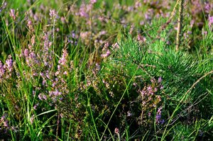 DSC_3764_ji_c.jpg DSC_3764_ji_c.jpg