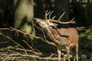 comp__DSC3539.jpg comp__DSC3539.jpg