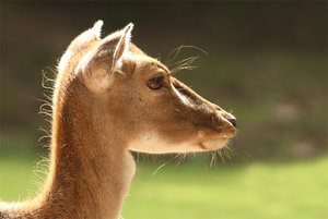 IMG_0677a.jpg IMG_0677a.jpg