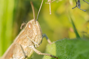 _MG_5247_1400.jpg _MG_5247_1400.jpg