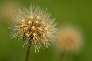 _MG_5278_1400.jpg _MG_5278_1400.jpg