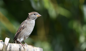 DSC_0611.jpg DSC_0611.jpg