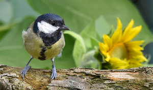 DSC_0592.jpg DSC_0592.jpg