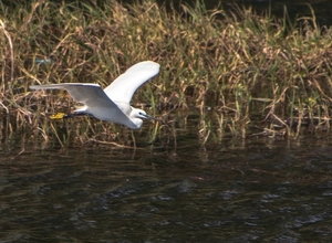 IMG_0833.jpg IMG_0833.jpg