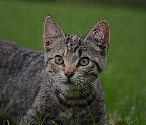 IMG_3990.2 Kopie.jpg IMG_3990.2 Kopie.jpg