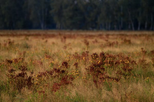 2015_09_11___SD9_M42Orestor100mm___Rasdorf_Wiese_Johanniskraut___0120_VarC_DT01_1350x900pix.jpg 2015_09_11___SD9_M42Orestor100mm___Rasdorf_Wiese_Johanniskraut___0120_VarC_DT01_1350x900pix.jpg