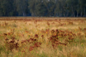 2015_09_11___SD9_M42Orestor100mm___Rasdorf_Wiese_Johanniskraut___0120_VarD_DT01_1350x900pix.jpg 2015_09_11___SD9_M42Orestor100mm___Rasdorf_Wiese_Johanniskraut___0120_VarD_DT01_1350x900pix.jpg