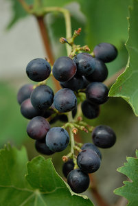 14275-trauben-am-haus.jpg