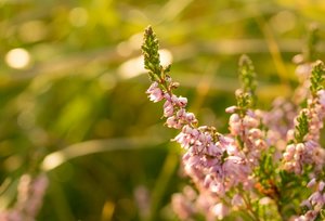 comp_DSC_4256.jpg comp_DSC_4256.jpg