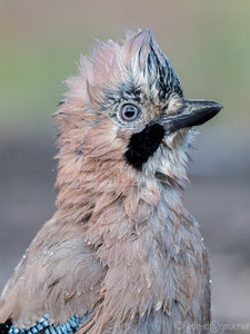 7D2_3746-1.jpg 7D2_3746-1.jpg