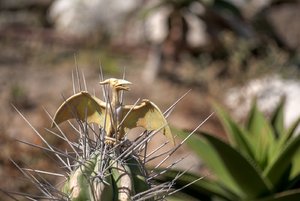 comp_IMG_4411.jpg comp_IMG_4411.jpg