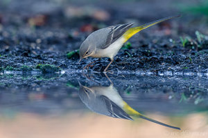 1DX_8044-1-2.jpg 1DX_8044-1-2.jpg