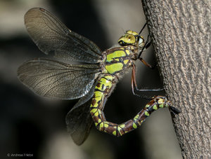 SAM_1038.jpg SAM_1038.jpg