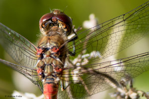 SAM_1106.jpg SAM_1106.jpg