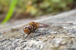 SAM_1473-3.jpg SAM_1473-3.jpg