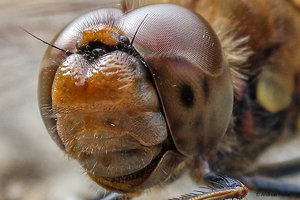 SAM_1473-2.jpg SAM_1473-2.jpg