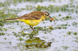 2219-schafstelze-2 +b.jpg