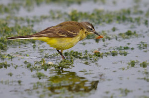 2219-schafstelze-2a +.jpg