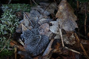 Forum DSC08369 Nex 5rn + Sony 16-50mm s (c) PPf.jpg