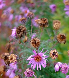 1_FUJI2181.jpg 1_FUJI2181.jpg