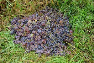 1_FUJI2189.jpg 1_FUJI2189.jpg