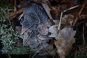 Forum DSC08369 Nex 5rn + Sony 16-50mm (c) PPf.jpg