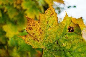 1_FUJI2142.jpg 1_FUJI2142.jpg