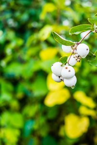 1_FUJI2185.jpg 1_FUJI2185.jpg