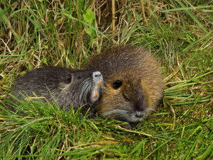 2015_09_13_SD9_M42Tair3s___Schadewalde_Nutrias_0449_VarA_DT03_1190x893pix.jpg 2015_09_13_SD9_M42Tair3s___Schadewalde_Nutrias_0449_VarA_DT03_1190x893pix.jpg