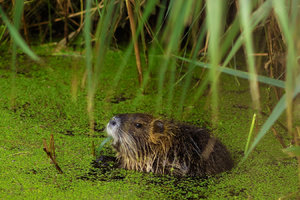 2015_09_13_SD9_M42Tair3s___Schadewalde_Nutrias_0480_VarB_DT02_1350x900pix.jpg 2015_09_13_SD9_M42Tair3s___Schadewalde_Nutrias_0480_VarB_DT02_1350x900pix.jpg